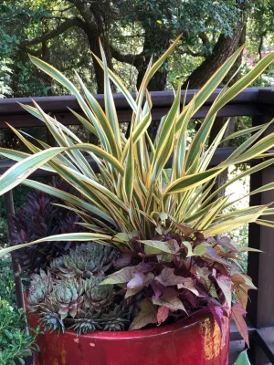 Vision Garden Design - Garden Remodeling in Aptos, CA