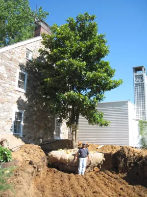 Tree Transplanting — Landscape Design project by Wallace Landscape Associates