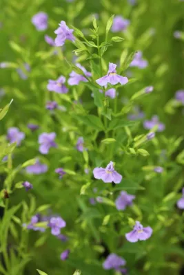 Native Plants — Landscape Design project by Warren's Nursery