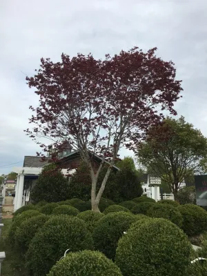 Warren's Nursery - Outdoor Lighting Installation in Watermill, NY