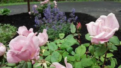 Well Done Landscapes - Tree & Shrub Care in Lakeville, MA