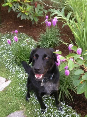 Perennial Gardens — Landscape Design project by Wheel & Barrow Landscape Design & Maintenance