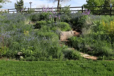Wild by Design - Garden Remodeling in Lyons, CO