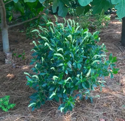 Narrow Oceanfront Lot — Landscape Design project by Wild Works Of Whimsy, LLC