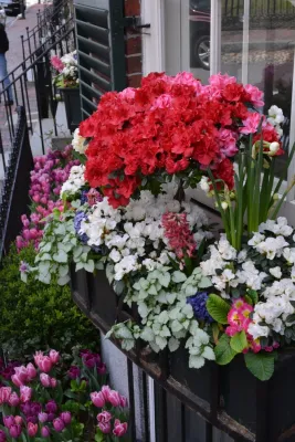 Wisteria & Rose - Irrigation System Repair in Boston, MA