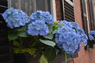 Wisteria & Rose - Irrigation System Repair in Boston, MA