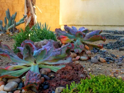 Xeristyle | Exterior | Design - Landscape Design in Fullerton, CA