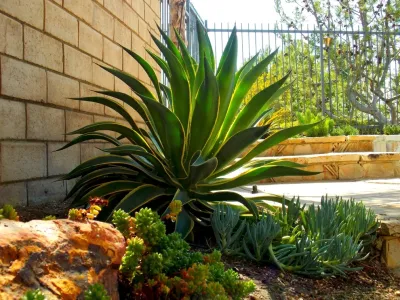 Xeristyle | Exterior | Design - Landscape Design in Fullerton, CA