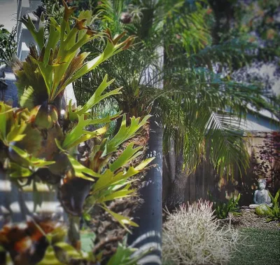 Xeristyle | Exterior | Design - Landscape Design in Fullerton, CA