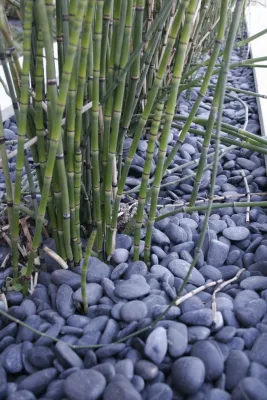 Garden of Zen by XL Landscape — Landscape Design project by XL Landscape Development in Henderson