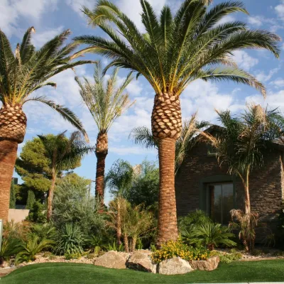 Tropical Oasis in Desert — Landscape Design project by XL Landscape Development