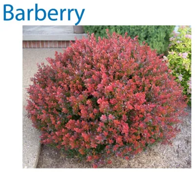 Zak George Landscaping - Garden Remodeling in Fort Collins, CO