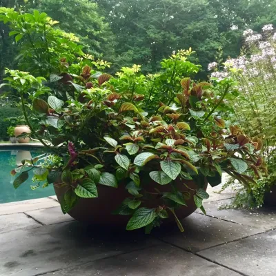 Zone6 Design - Garden Remodeling in New York, NY