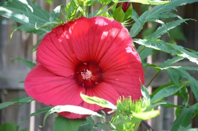 Landscape Choices by A To Z Sprinklers & Landscape, Inc.