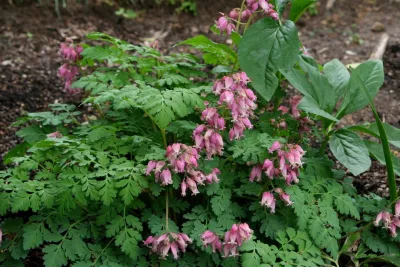 Favorite Spring Flowers — Landscape Construction project by Acer Landscape Services