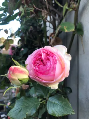 Eden Rose on a Wall — Landscape Construction project by Alford's English Gardens Inc in Long Beach