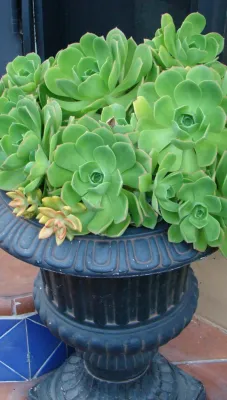 Container Gardens Galore — Landscape Construction project by Alford's English Gardens Inc in Costa Mesa