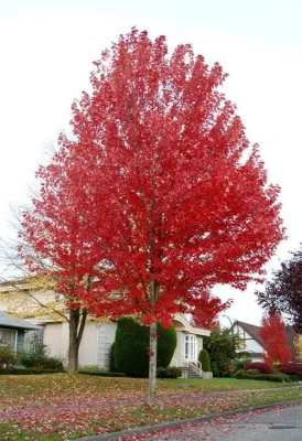 American Tree & Turf, Inc. - Lawn Aeration in Elburn, IL
