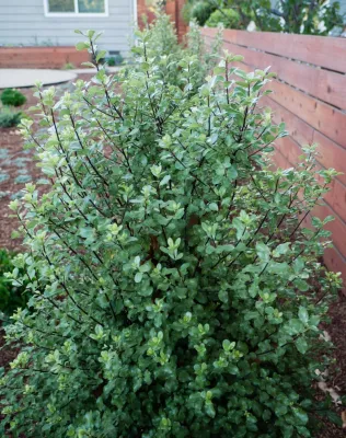 Blue Hibiscus Gardens - Drip Irrigation System Installation in Sunnyvale, CA