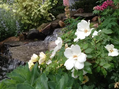 landscape plants and design — Landscape Construction project by Apex Landscape And Brick Services LLC
