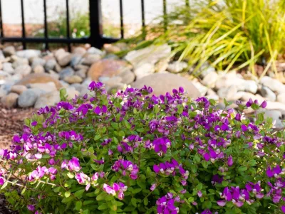 Blue Hibiscus Gardens - Drip Irrigation System Installation in Sunnyvale, CA