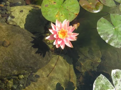AquaLife Ponds Inc. - Landscape Construction in Newport Beach, CA