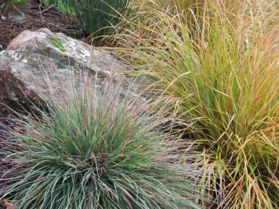 Arca Design Group, INC. - Tree & Shrub Care in Albany, CA