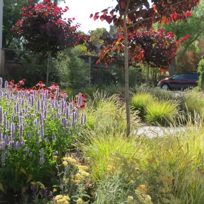 Arca Design Group, INC. - Tree & Shrub Care in Albany, CA