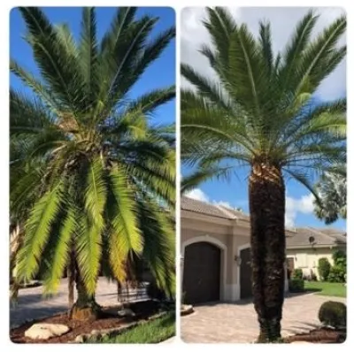EPS Landscaping & Tree Service LLC — Landscape Construction project by EPS Landscaping & Tree Service LLC in Pembroke Pines