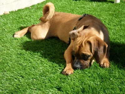 Artificial Grass Inc. - Landscape Construction in Chino, CA