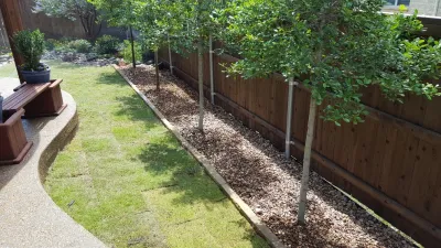 Privacy Trees — Landscape Construction project by Be Green Texas Lawn Care