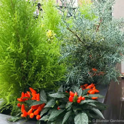 Bluestar Gardens - Irrigation System Repair in New York, NY