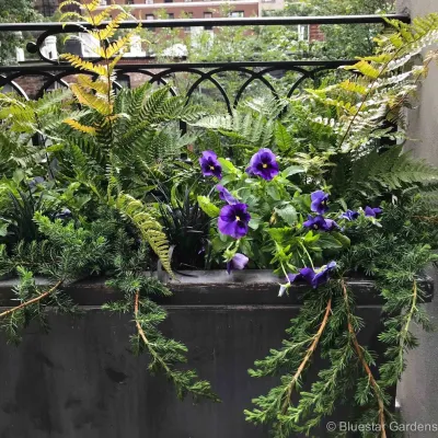 Bluestar Gardens - Irrigation System Repair in New York, NY