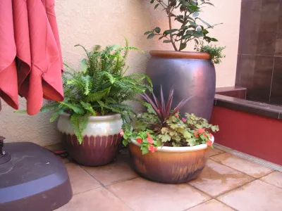 Portfolio of Pots — Landscape Design project by Bluestar Landscape Designers in Sacramento