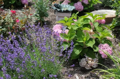 Plant Installation — Landscape Construction project by Beyond Landscaping