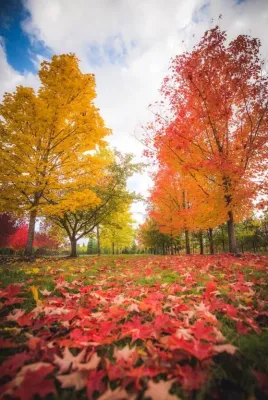 Big Trees Today - Tree & Shrub Care in Hillsboro, OR