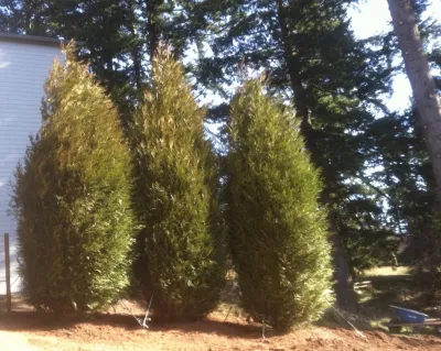 Big Trees Today - Tree & Shrub Care in Hillsboro, OR