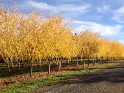 Big Trees Today - Tree & Shrub Care in Hillsboro, OR