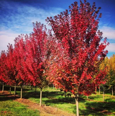 Big Trees Today - Tree & Shrub Care in Hillsboro, OR