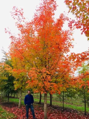 Big Trees Today - Tree & Shrub Care in Hillsboro, OR