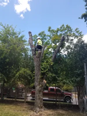 80 year old Pecan Tree removal — Landscape Construction project by Boerjan's Landscaping & Design