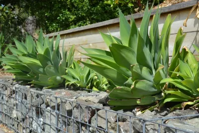Bon Terra Landscapes Inc. - Drip Irrigation System Installation in Corte Madera, CA