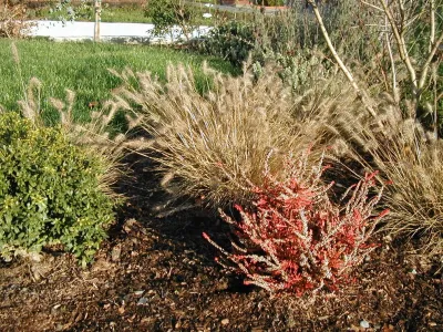 Full Front & Back Landscape - Ballard, Seattle — Landscape Construction project by Borealis Landscape & Design DBA Skipley Farm