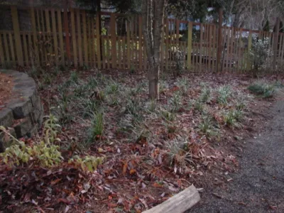 Home Lot Renovation - North Seattle, WA — Landscape Construction project by Borealis Landscape & Design DBA Skipley Farm