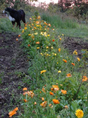 Borealis Landscape & Design DBA Skipley Farm - Landscape Maintenance in Snohomish, WA