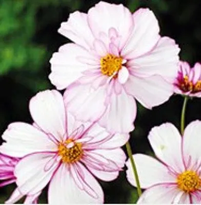 Bobbie's Green Thumb - Landscape Design in Shaker Heights, OH