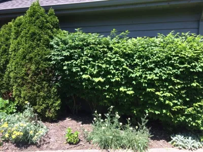 Bobbie's Green Thumb - Landscape Design in Shaker Heights, OH