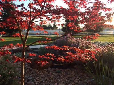 Profile Pics — Landscape Construction project by Brio Landscaping