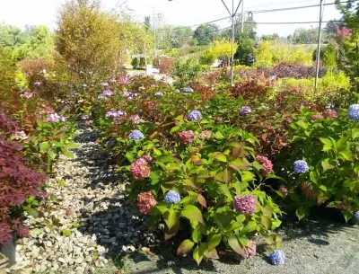 Brochu Nurseries Landscaping & Garden Center - Landscape Maintenance in Concord, NH