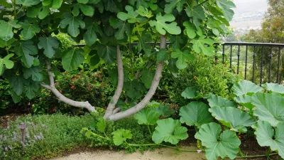 Urban Residential Garden — Landscape Construction project by California Farm And Garden